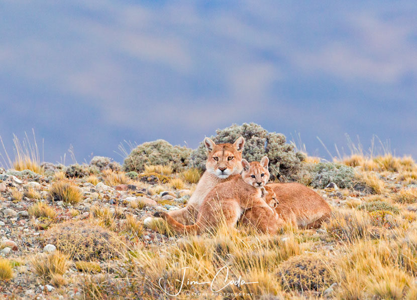 The Unfortunate Death of a Mountain Lion Cub in Colorado ...