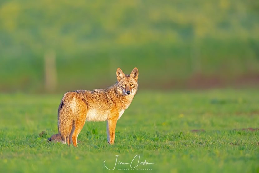 A coyote stops and looks at the camera in Point Reyes Seashore just before the sun sets.