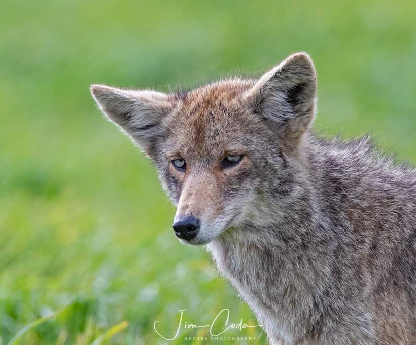 This is a photo of a blue-eyed coyote in Point Reyes National Seashore.