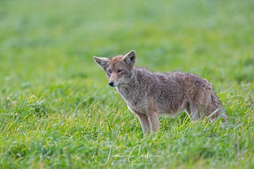 This is a photo of a coyote that has blue eyes.
