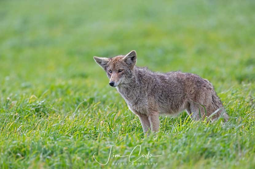 Blue-Eyed Coyote, Point Reyes National Seashore