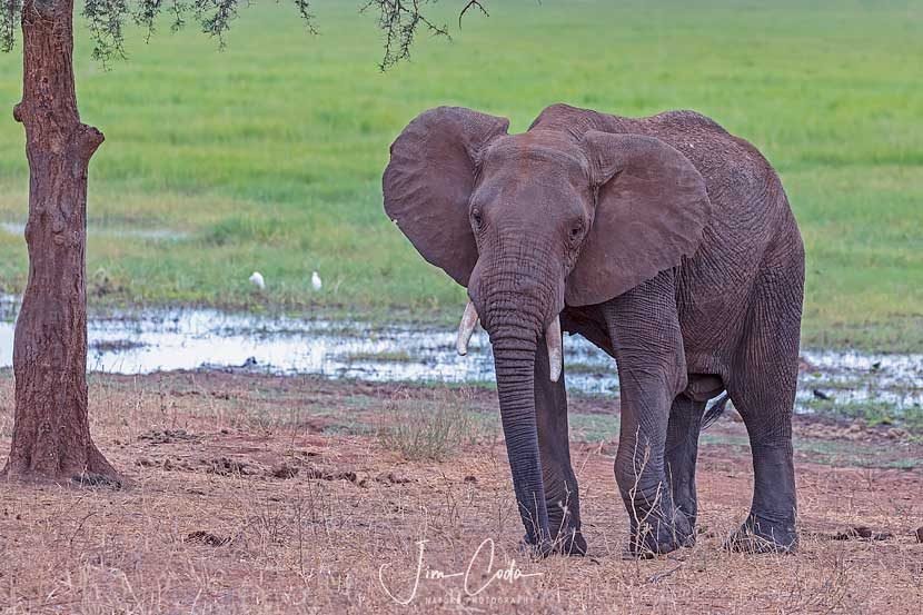 This is a photo of a male elephant walking away from a wetland in Tarangire National Park, Tanzania.