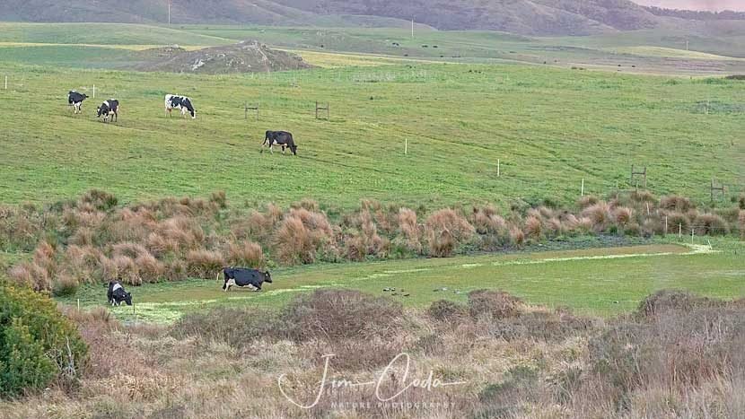Photo of two milk cows standing in a pond.