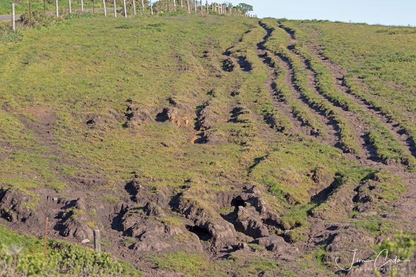 Severe Cattle Trails at Point Reyes National Seashore Becoming Gullies