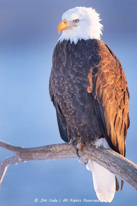 This is a photo of a mature bald eagle perched on a limb.
