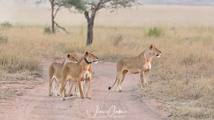 This is a photo of three lionesses who are on the hunt. One is wearing a research collar.