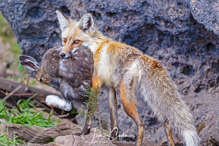 Red Fox Vixen with Snowshoe Hare