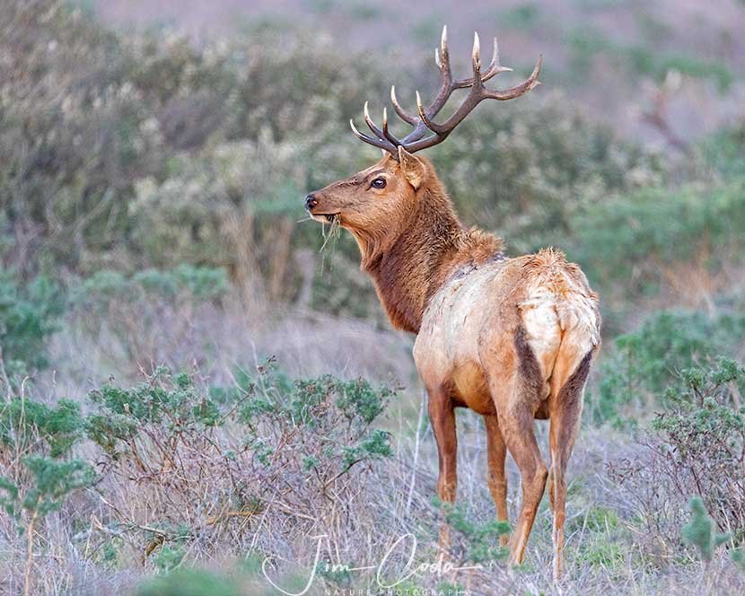 This is a photo of a bull tule elk feeding at sunset.