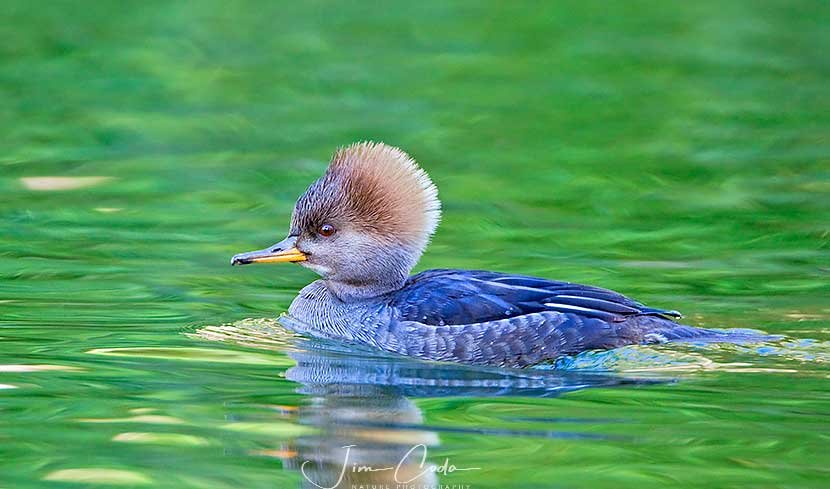 This is a photo of a female hooded merganser duck.