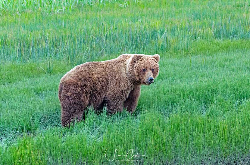 brown-bear-lake-clark-national-park-jim-coda-nature-photography