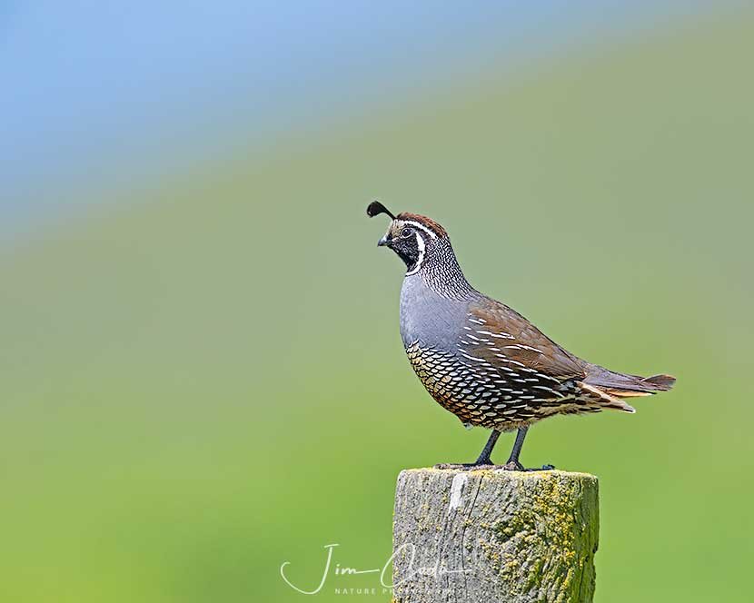 California Quail, Point Reyes National Seashore