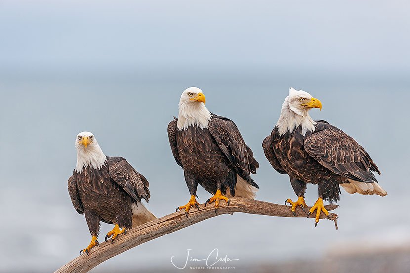 This is a photo of three bald eagles on a limb.