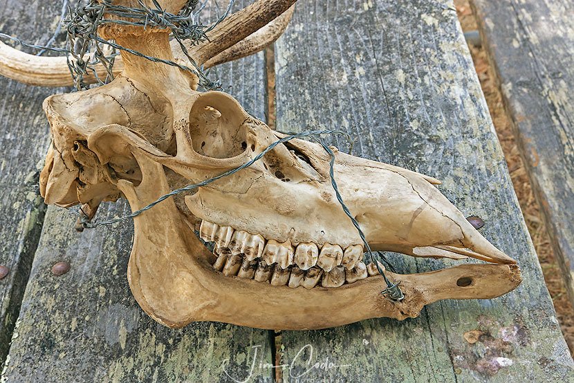 This is a photo of the skull of a bull elk with barbed wire tangled in the antlers and tightly wound around its lower jaw.