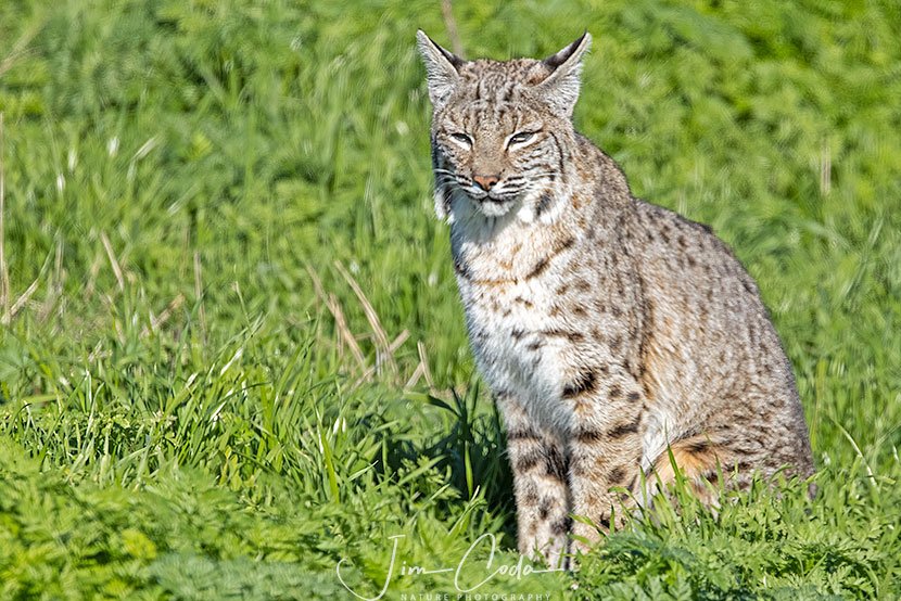 Photo of a bobcat daydreaming in the bright sun.