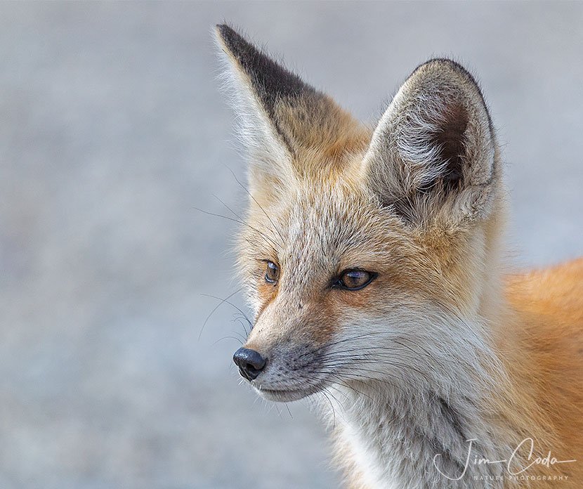 This is a photo of a fox kit in Grand Teton National Park.