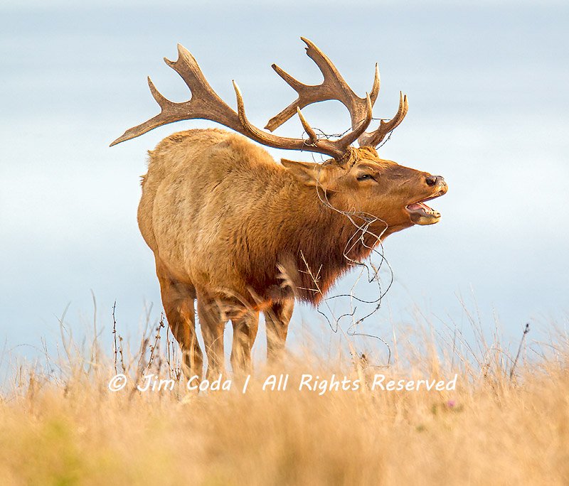 This is a photo of a bull tule elk in the rutting season with barbed wire caught in his antlers.
