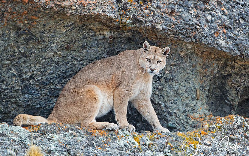 This is a photo of a female puma in a cave in Chile's Torres del Paine National Park.