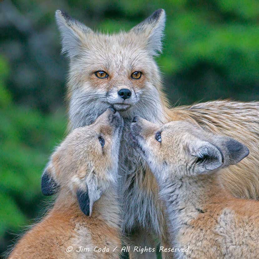 This is a photo of a red fox vixen with two kits.