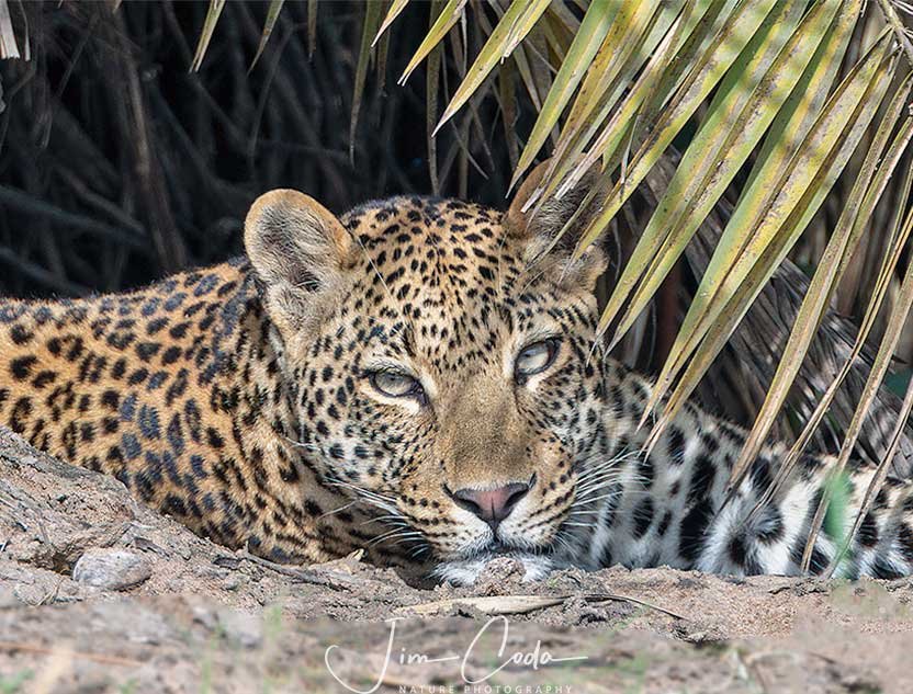 A mother leopard with kittens lays under a palm tree and next to a creek.