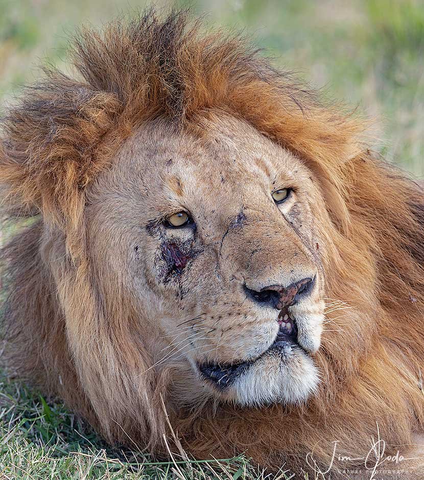 This is a photo showing the battle scars of being the leader of a pride.