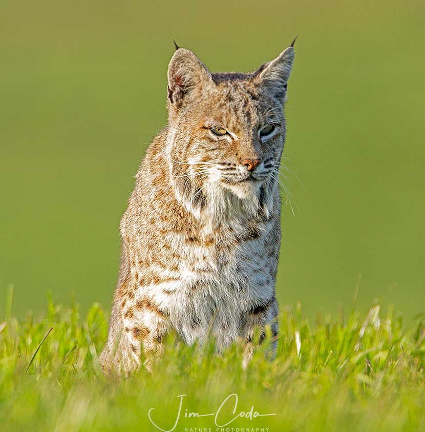 This is a bobcat that I photographed in bright afternoon sun.