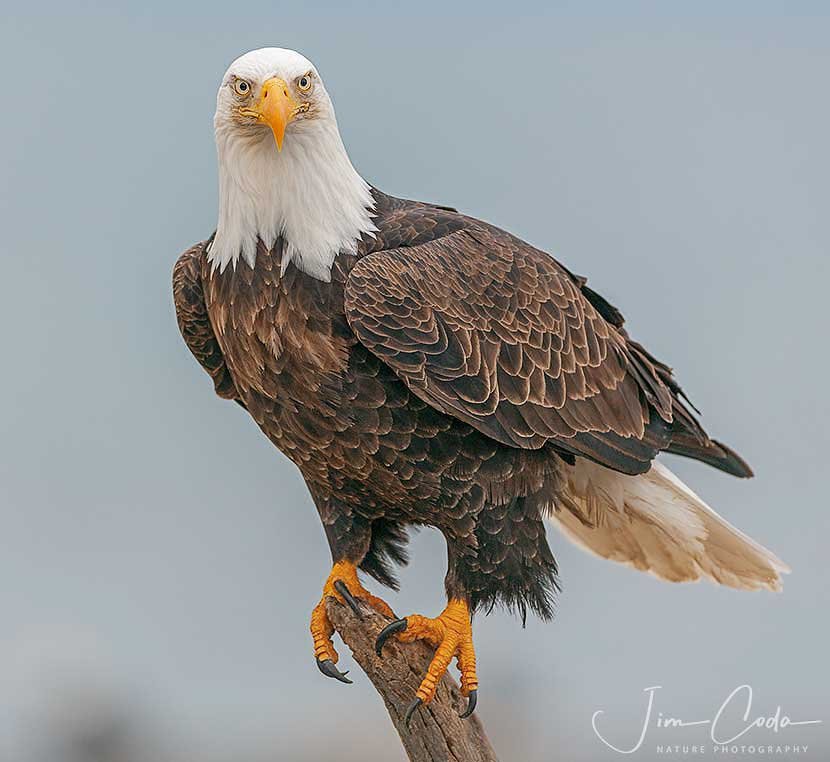 This is a photo of a bald eagle in Alaska.