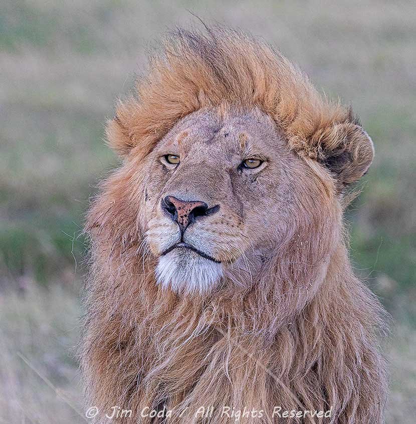 This is a photo of a young adult male lion.