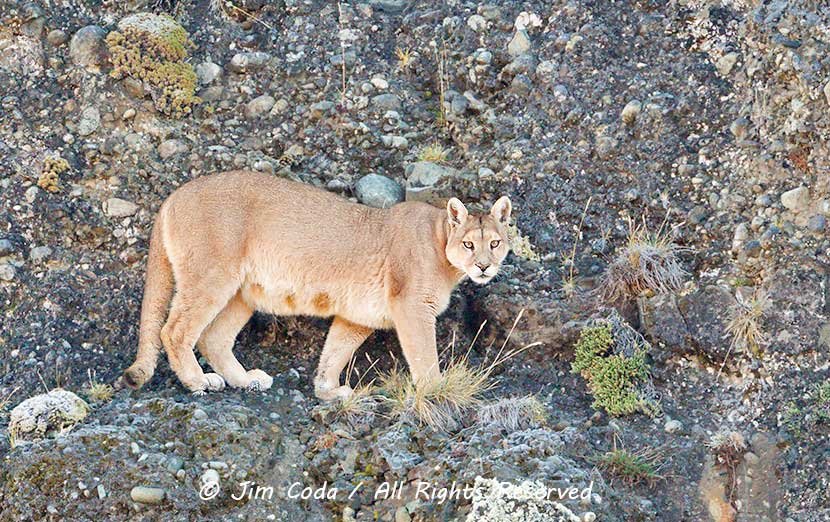 This is a photo of a mother puma in Torres del Paine National Park walking along a cliff face.