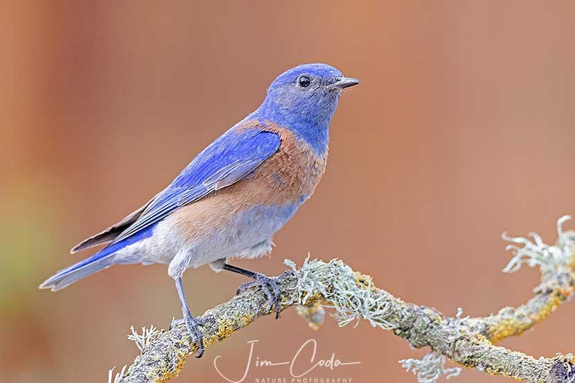 This is a photo of a male western bluebird.