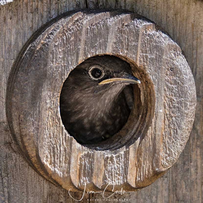 This is a photo of a western bluebird nestling.
