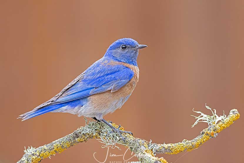 This is a photo of a male western bluebird.