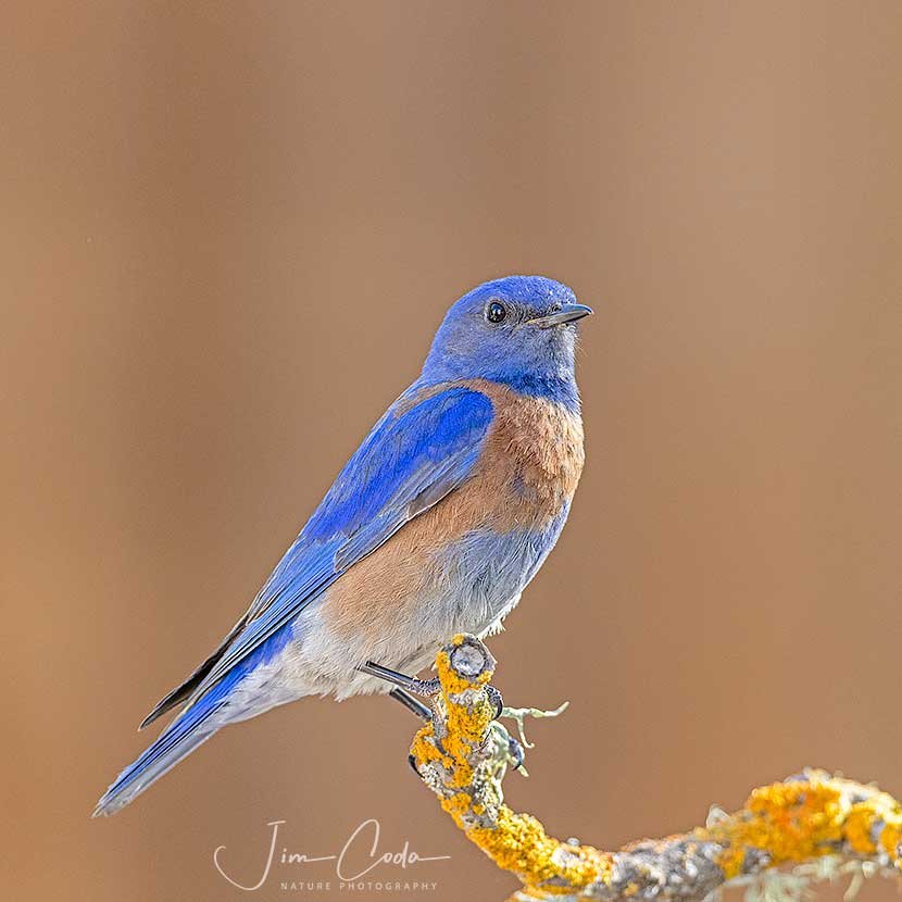 This is a photo of a male western bluebird perched on a lichen-covered branch.