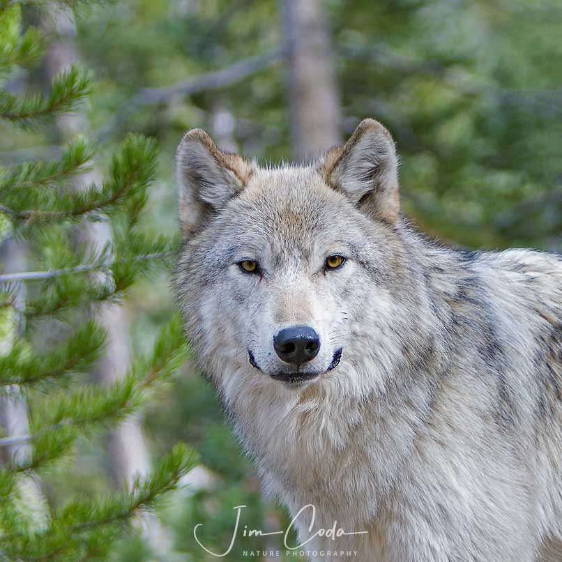 Gray Wolf, Yellowstone - Jim Coda Nature Photography