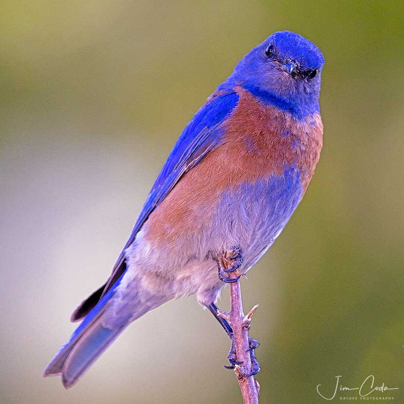 Hungry Bluebird