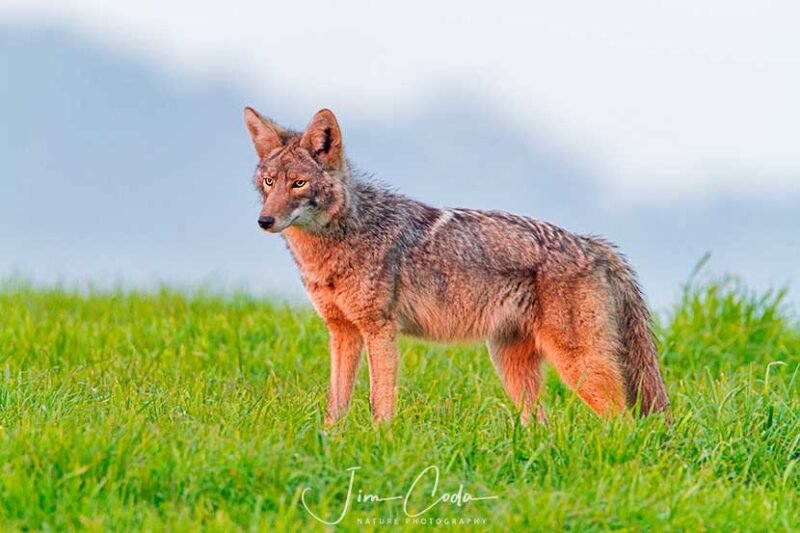 Coyote, Point Reyes National Seashore