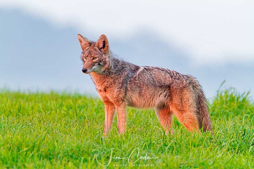This is a photo of a coyote in the ranching area of Point Reyes National Seashore.