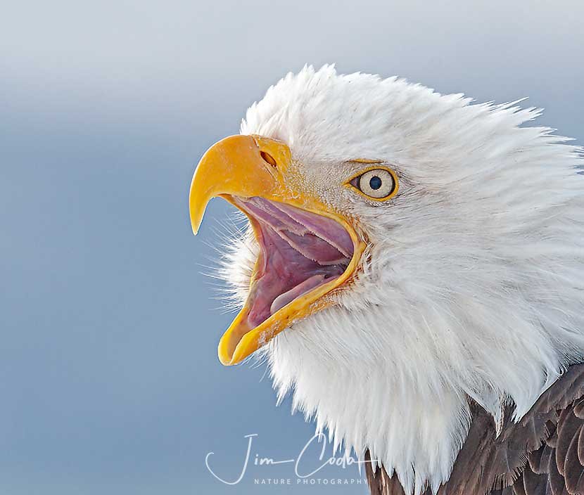 Photo of a bald eagle in Alaska.