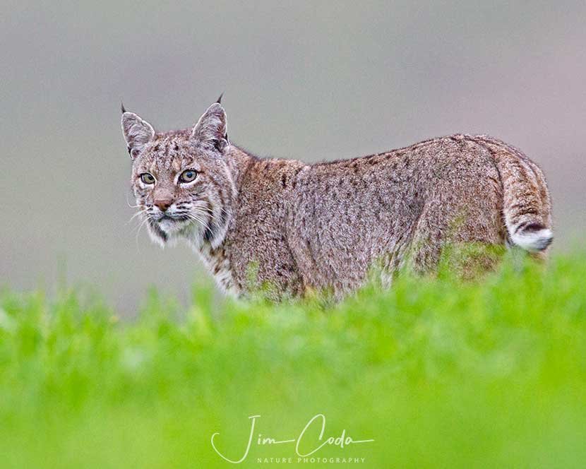 Photo of a bobcat taken at Point Reyes National Seashore.