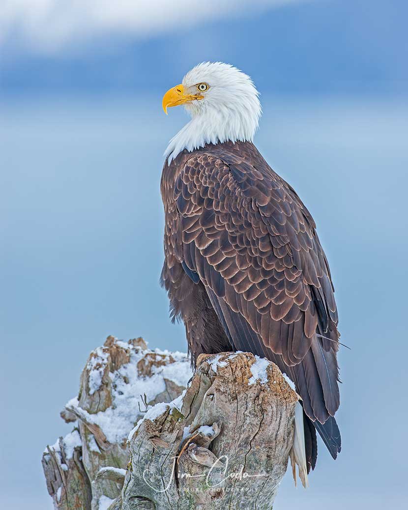 This is a photo of a bald eagle in Alaska.