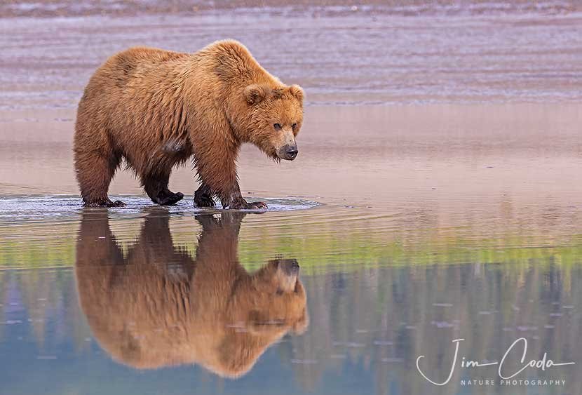 This is a photo of a mother brown bear.
