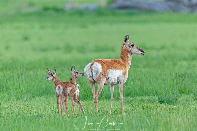This is a photo of a pronghorn doe and her fawns at the north edge of Yellowstone National Park.