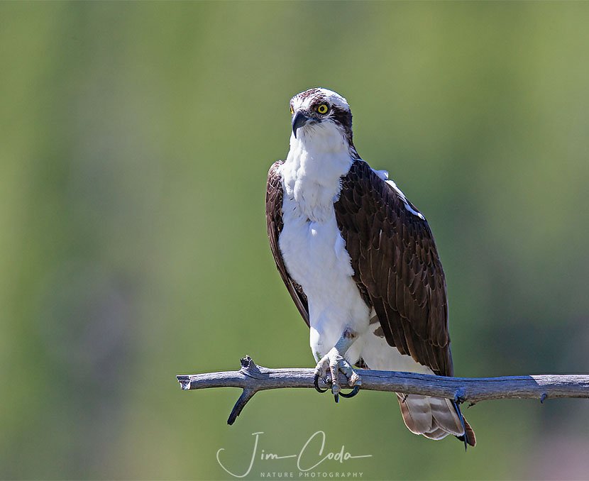 This is a photo of an osprey in Yellowstone.