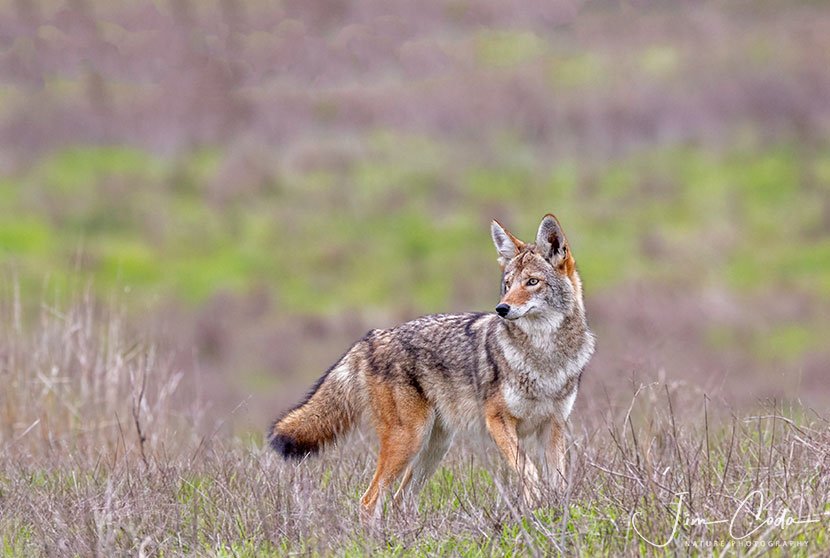 This is a photo of a coyote in Point Reyes National Seashore.