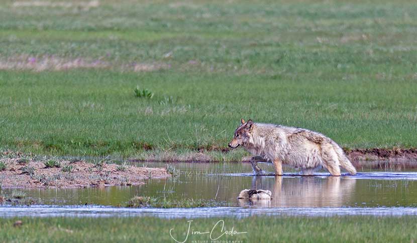 Gray Wolf, Yellowstone National Park - Jim Coda Nature Photography