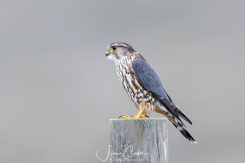 This is a photo of a female merlin on a fence post at Point Reyes National Seashore.