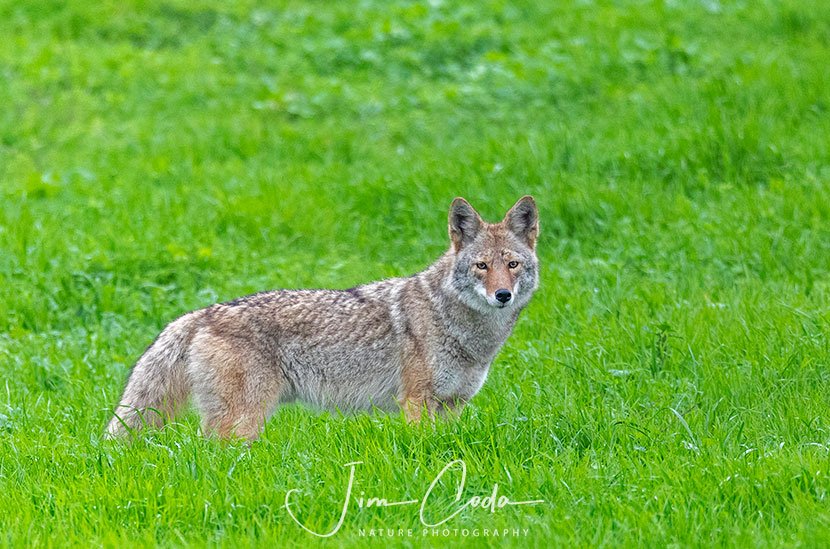 This is a photo of a coyote in new green grass.