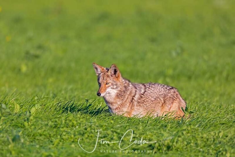 Coyote in a Field of Silage; Point Reyes National Seashore