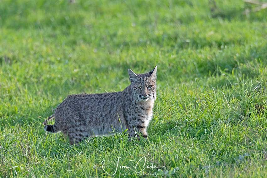 This is a photo of a male bobcat at Point Reyes National Seashore.
