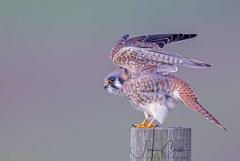 This is a photo of a female kestrel as she spreads wings prior to takeoff.