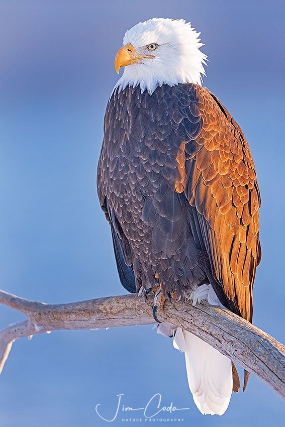 This is a photo of a mature bald eagle perched on a limb in Alaska.